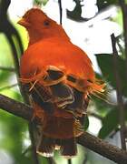 Coq-de-roche orange