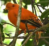 Coq-de-roche orange