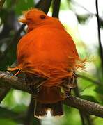 Coq-de-roche orange
