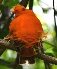 Coq-de-roche orange