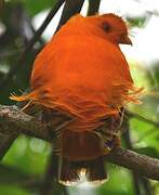 Coq-de-roche orange