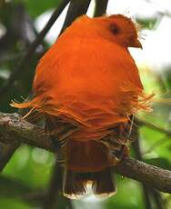 Coq-de-roche orange