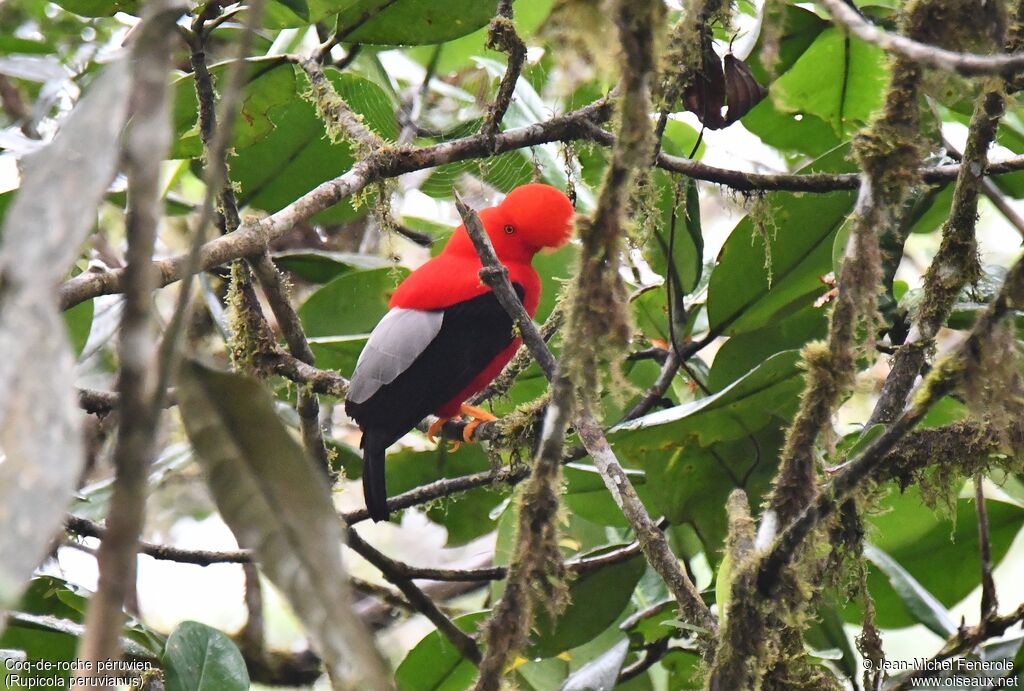 Andean Cock-of-the-rock