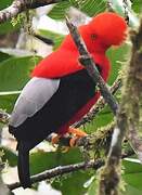 Andean Cock-of-the-rock