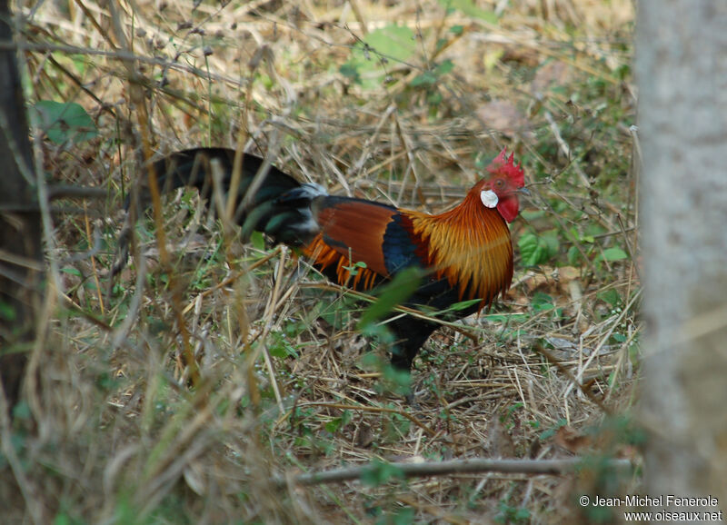 Red Junglefowl male adult
