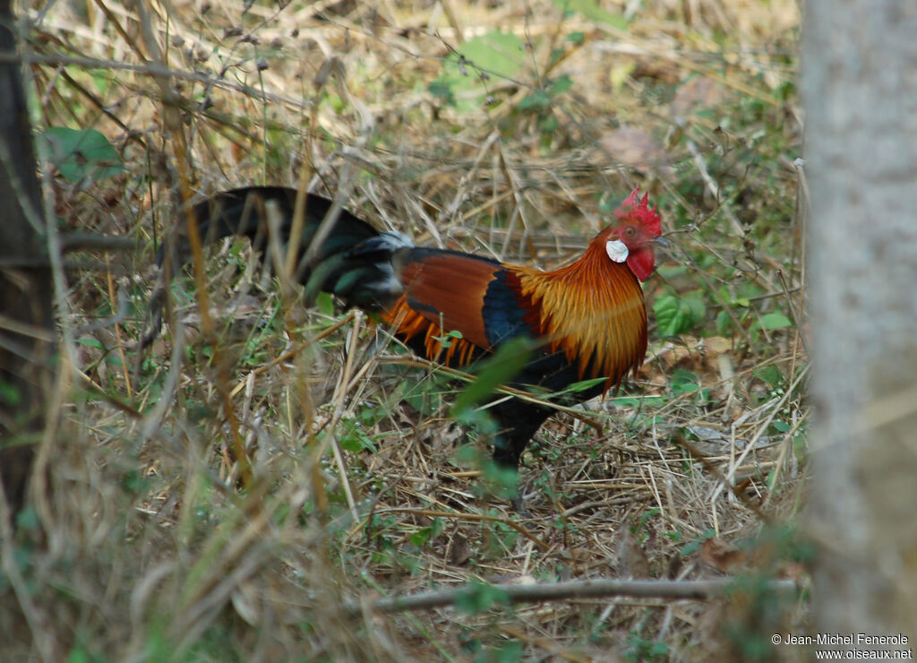 Coq bankiva mâle adulte