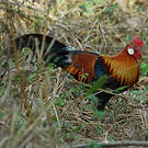 Coq bankiva