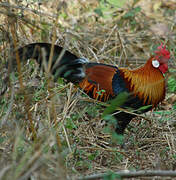 Red Junglefowl