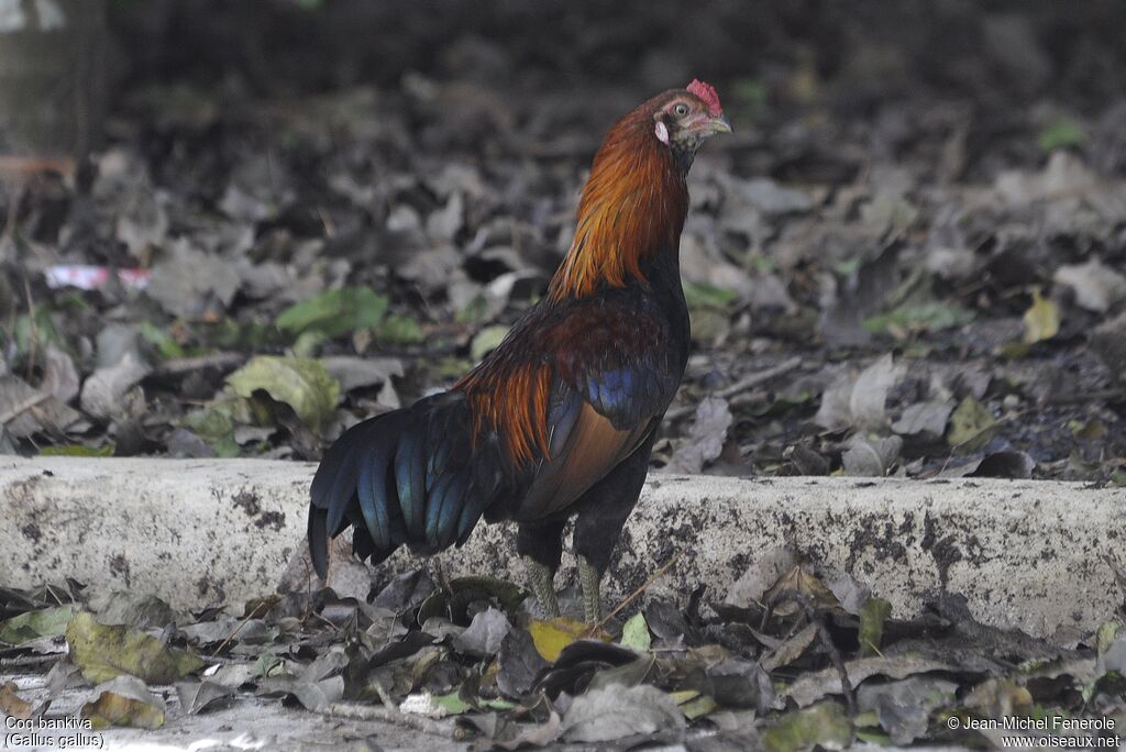 Coq bankiva