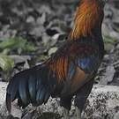 Coq bankiva