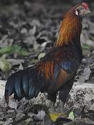 Red Junglefowl