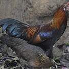 Coq bankiva