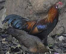 Red Junglefowl