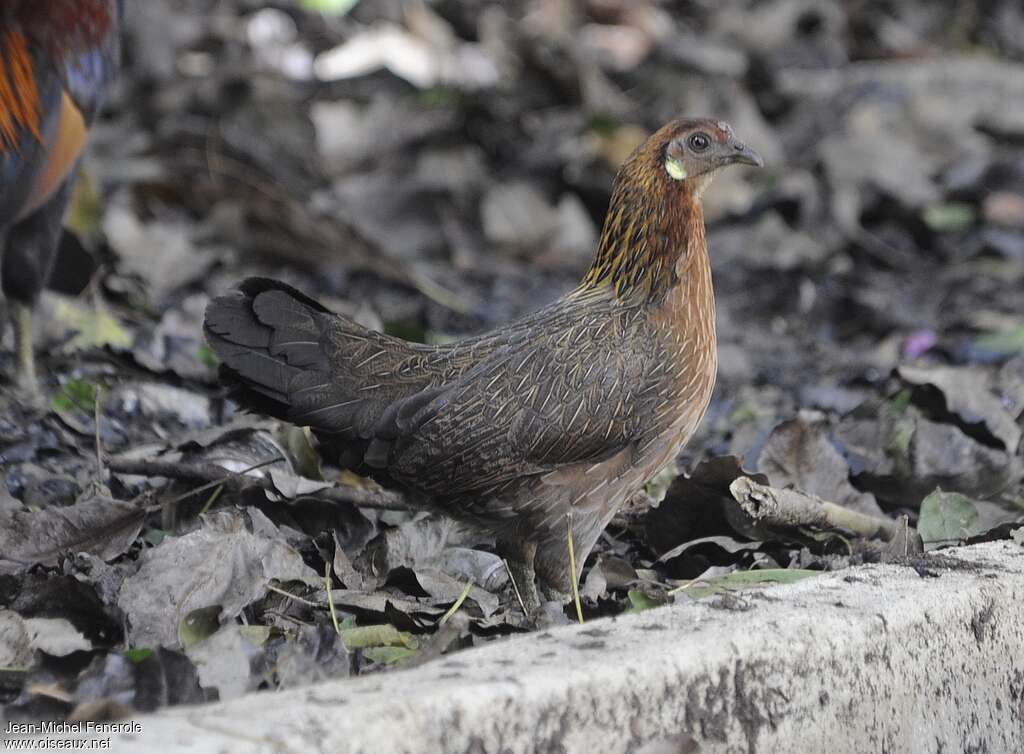 Red Junglefowl female, identification