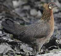 Red Junglefowl