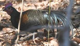 Green Junglefowl