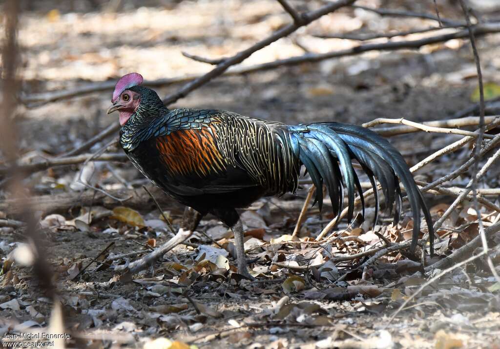 Coq de Java mâle adulte, identification