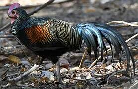 Green Junglefowl