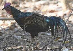 Green Junglefowl