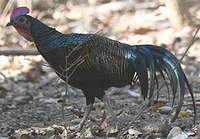 Coq de Java