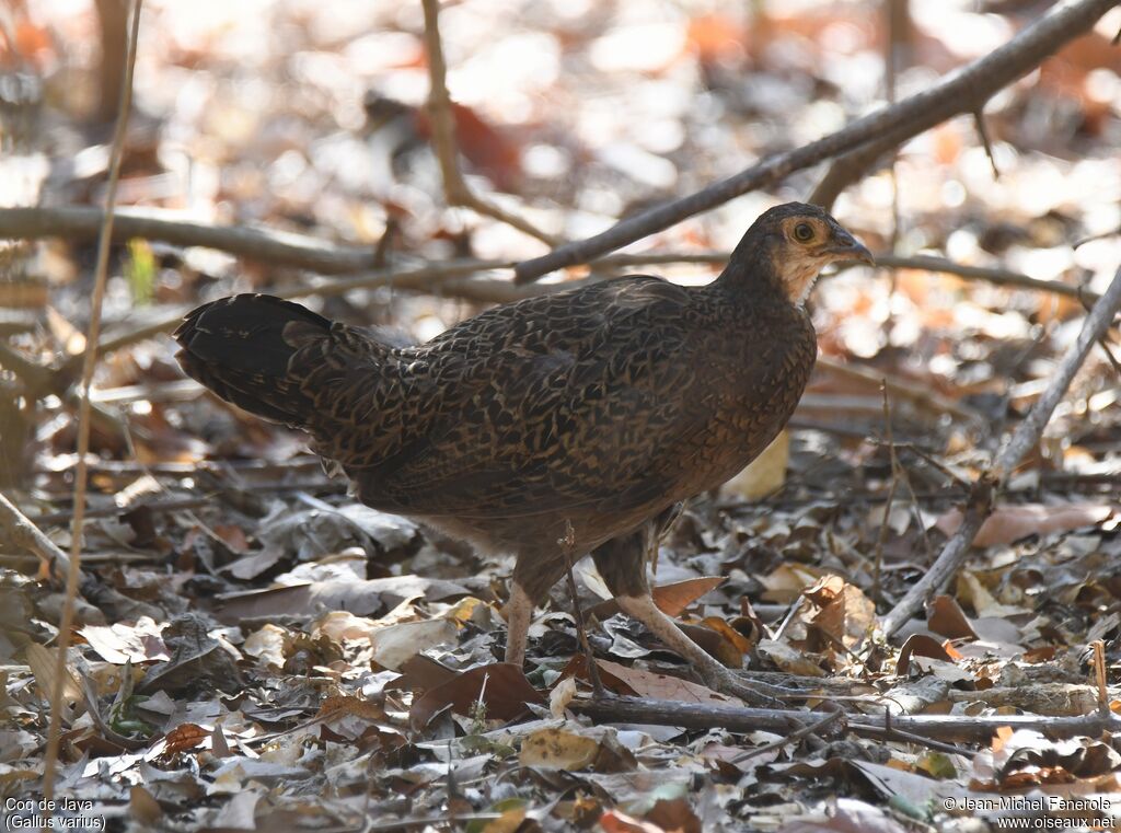 Green Junglefowl female