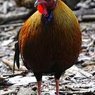 Coq de Lafayette