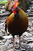 Sri Lanka Junglefowl