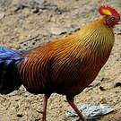 Coq de Lafayette
