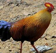 Sri Lanka Junglefowl