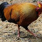 Coq de Lafayette