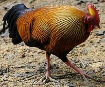 Sri Lanka Junglefowl