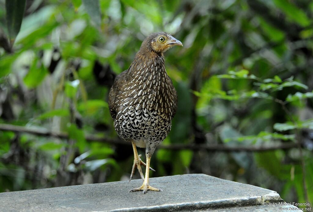 Coq de Lafayette femelle adulte