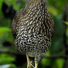 Coq de Lafayette