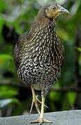 Sri Lanka Junglefowl