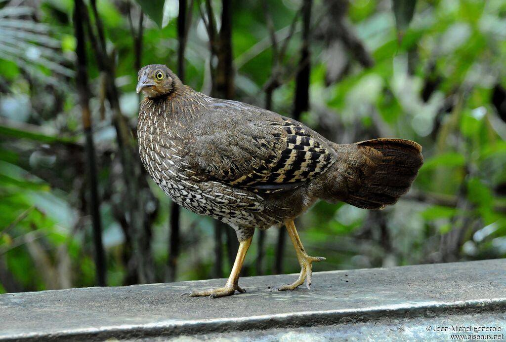 Coq de Lafayette femelle adulte