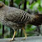 Coq de Lafayette