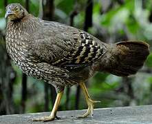 Sri Lanka Junglefowl