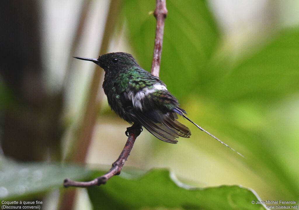 Green Thorntail