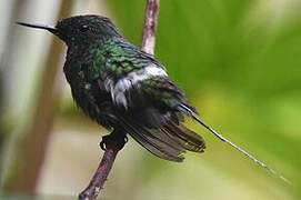 Green Thorntail