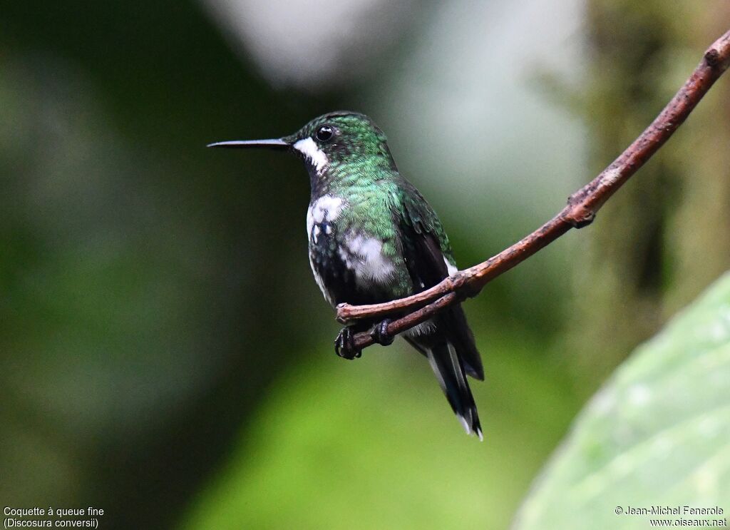 Green Thorntail