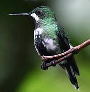 Green Thorntail