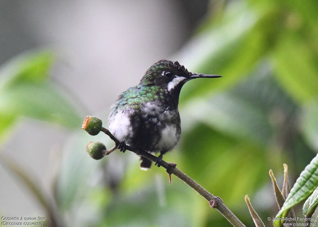 Green Thorntail