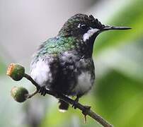 Green Thorntail