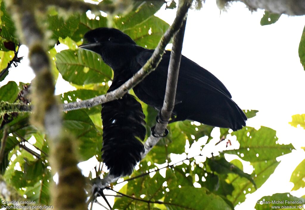 Long-wattled Umbrellabird male