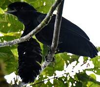 Long-wattled Umbrellabird