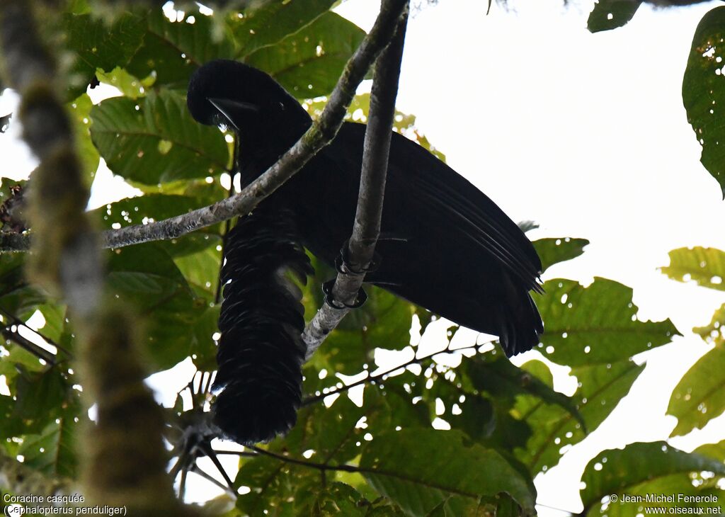 Long-wattled Umbrellabird