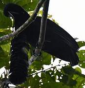 Long-wattled Umbrellabird