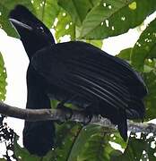 Long-wattled Umbrellabird