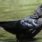 Corbeau à gros bec