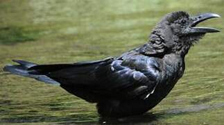 Large-billed Crow